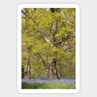 Hillhouse bluebells Sticker